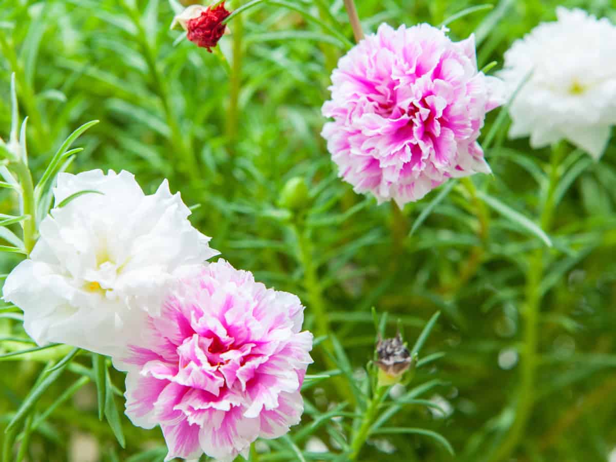 the moss rose has colorful flowers