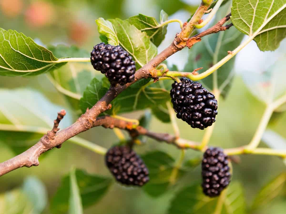 the mulberry tree has sweet/tart fruit that is prolific indoors