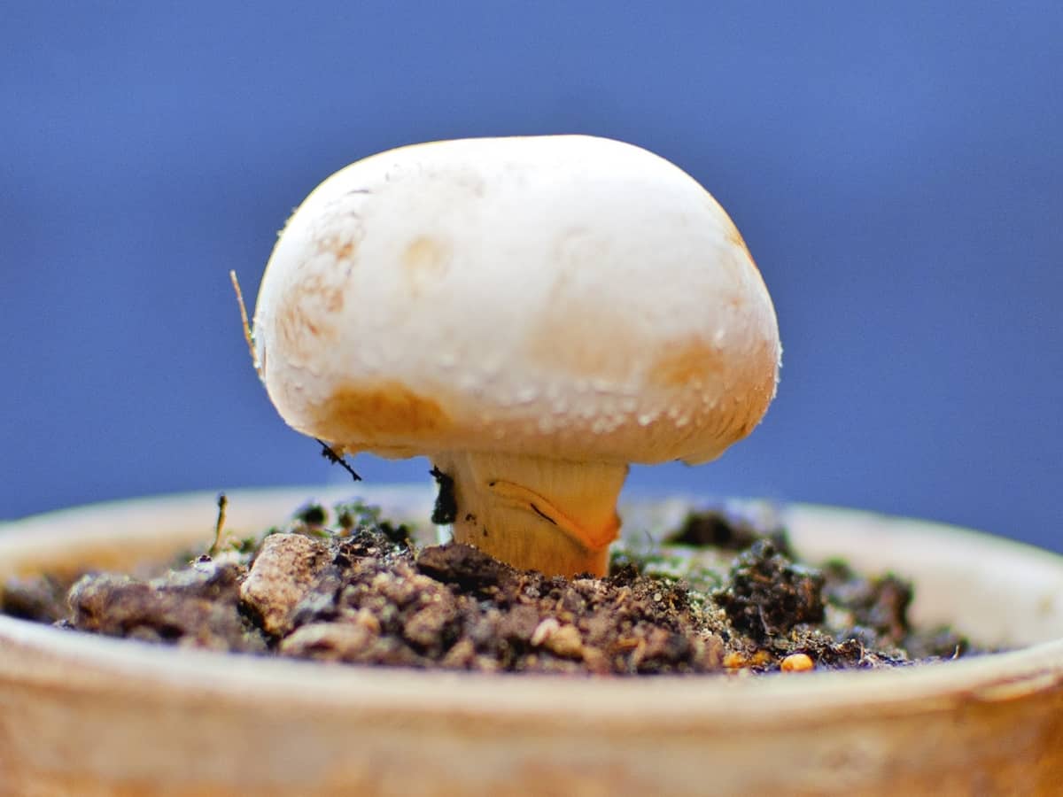 mushrooms are veggies that are easy to grow indoors because they don't require light