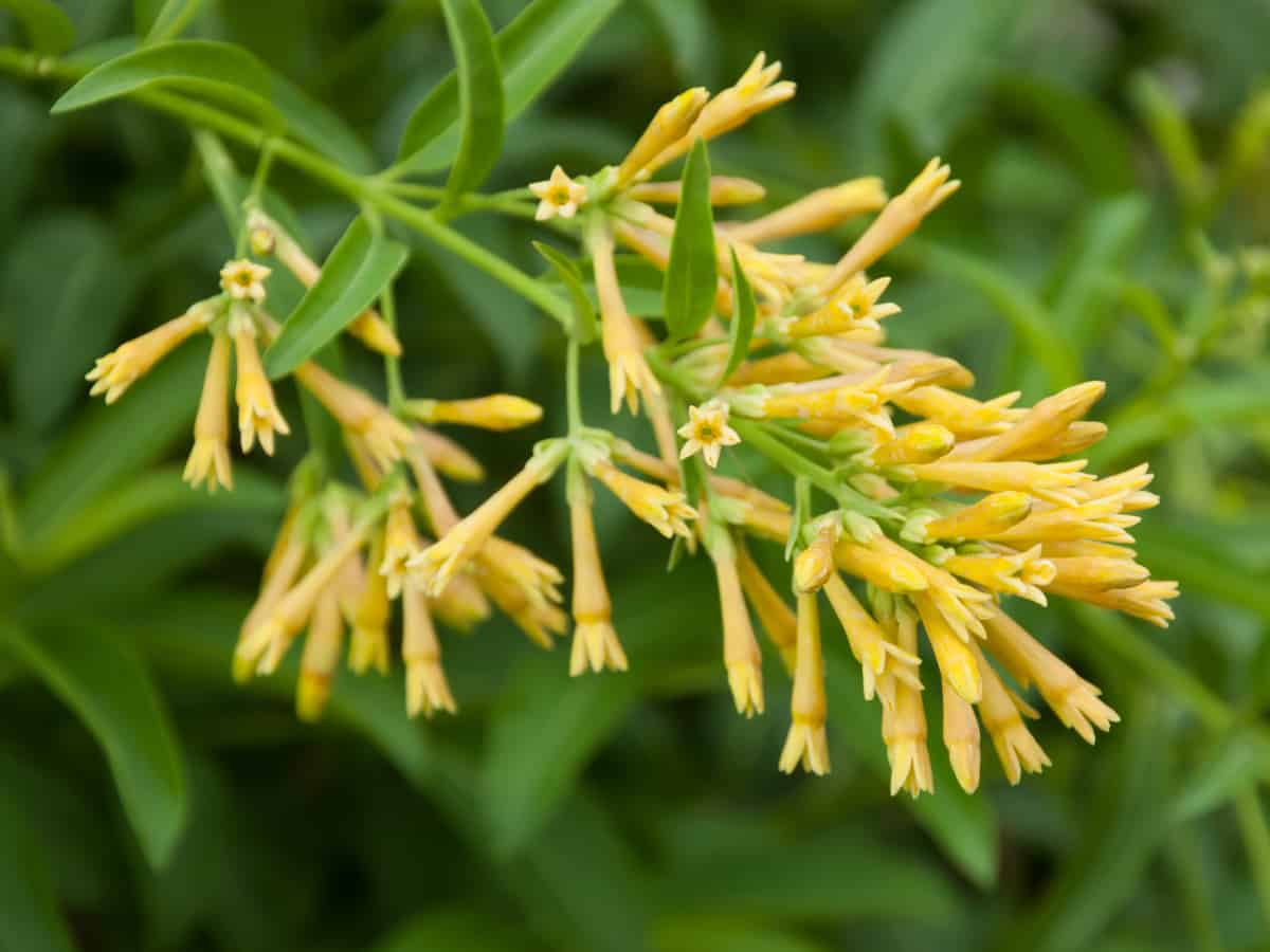 night blooming jasmine has a fragrance that is almost overpowering