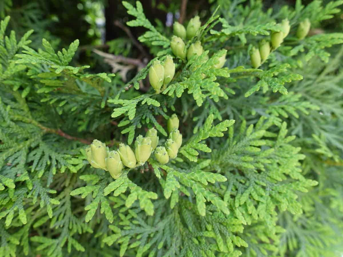 Northern white cedar has a conical shape that makes it the perfect hedge plant for privacy