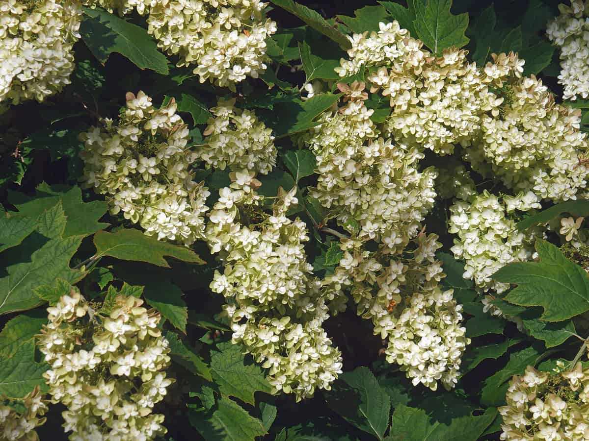 the oakleaf hydrangea provides color year round