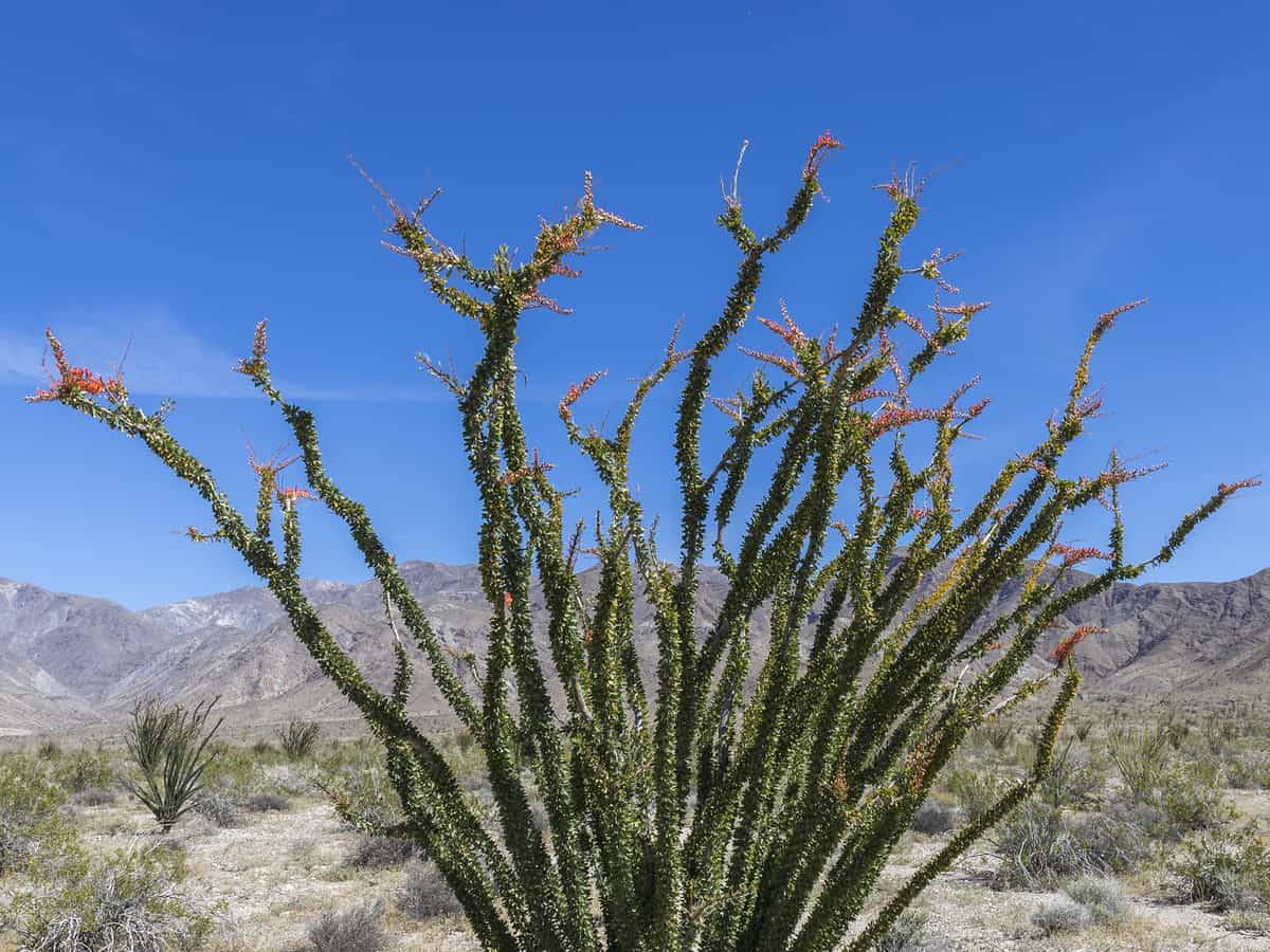 the ocotillo is a succulent that thrives in the hot sun