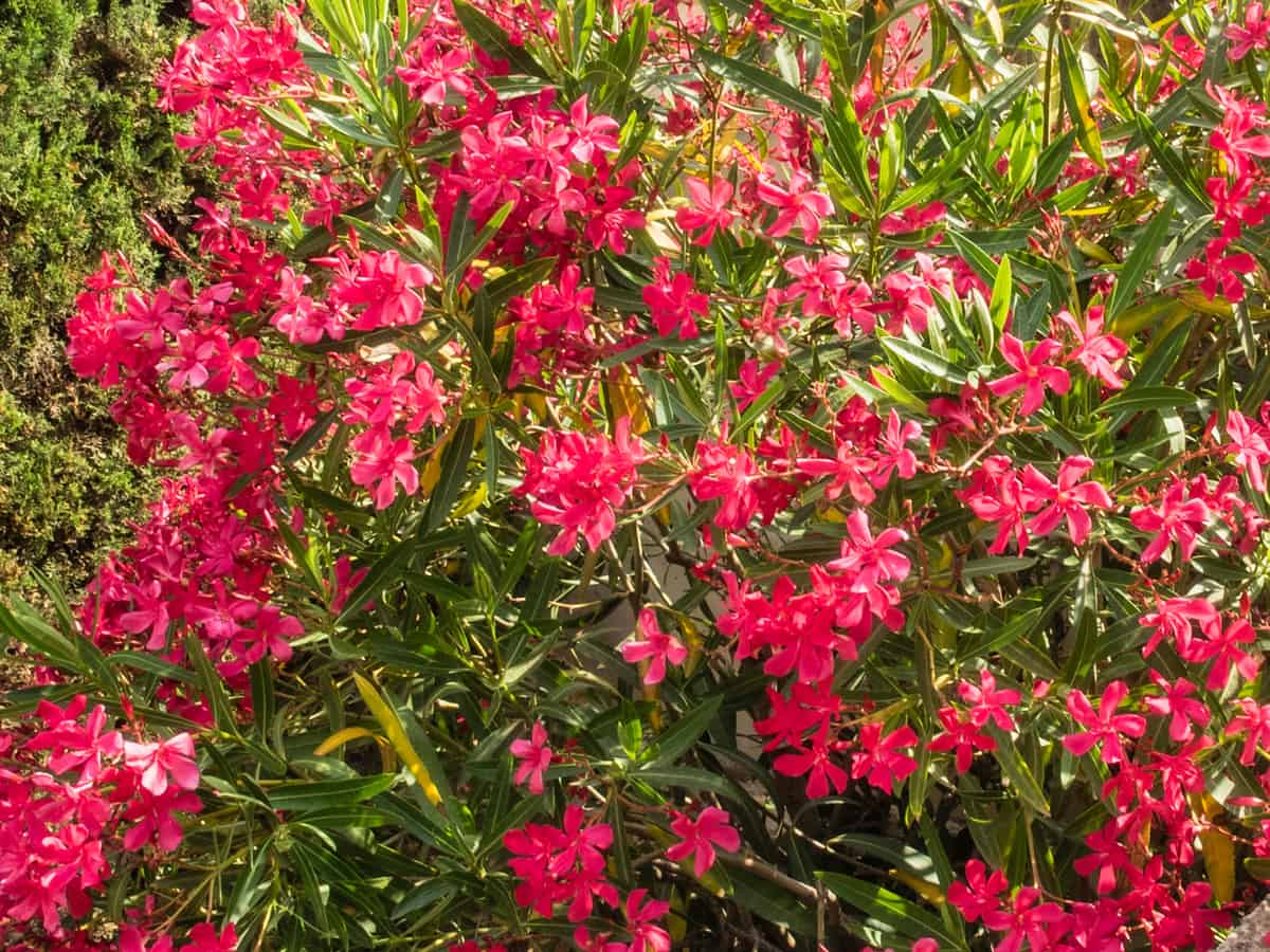 oleander requires both sun and shade to thrive