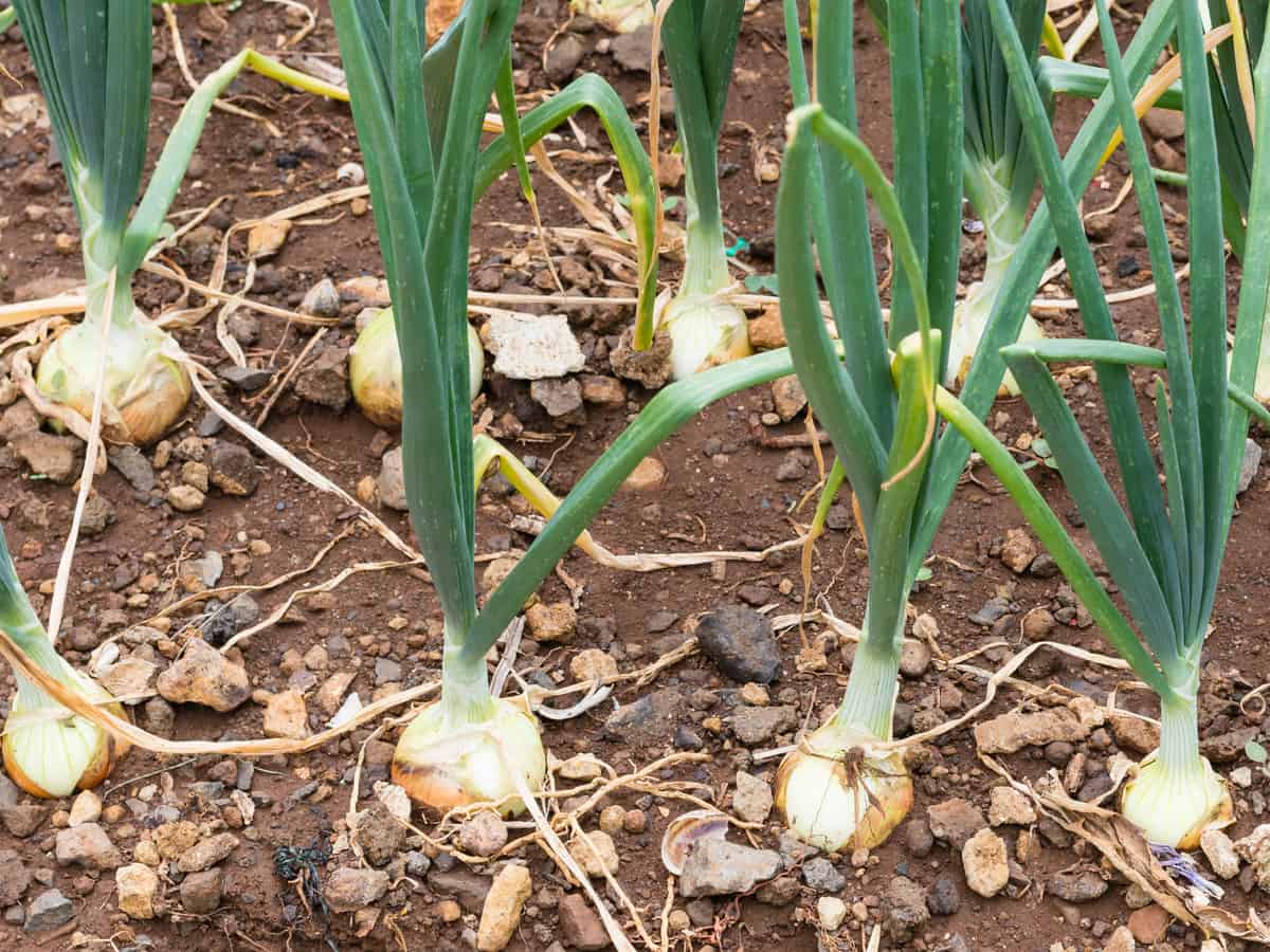 it can be challenging to grow onions indoors but it can be done