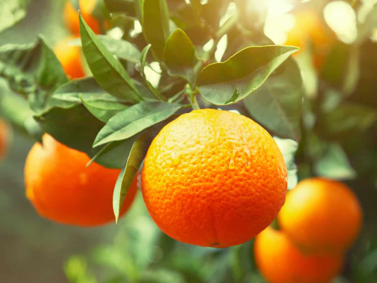 orange trees require extra care to do well inside