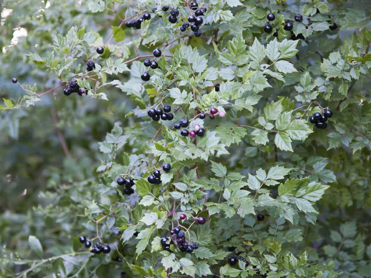 for a fast-growing hedge plant, grow the oval leaf privet