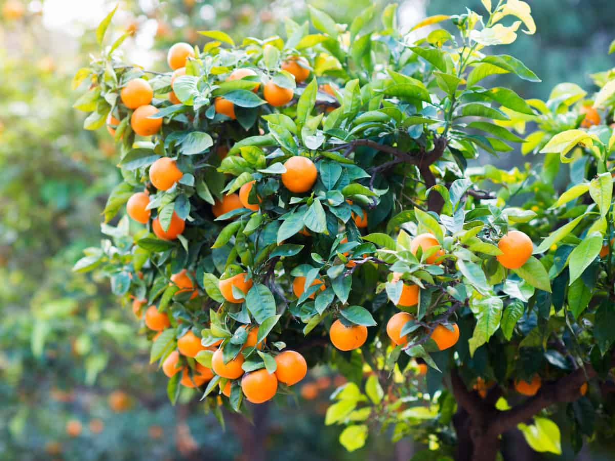 the Owari satsuma is a small tree that grows well in most climates