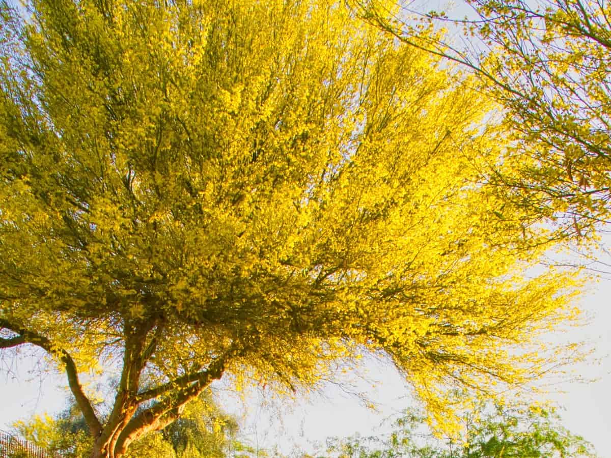 Palo verde trees are multi-trunked