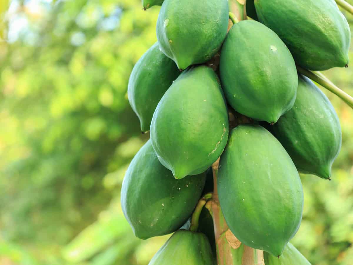 the papaya is a tropical plant that can grow indoors