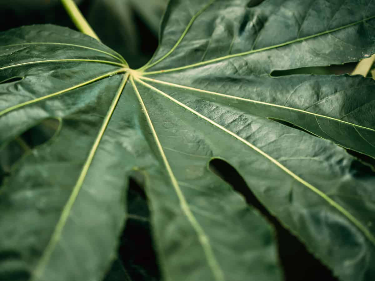 the paperplant loves shade so much you can even grow it inside