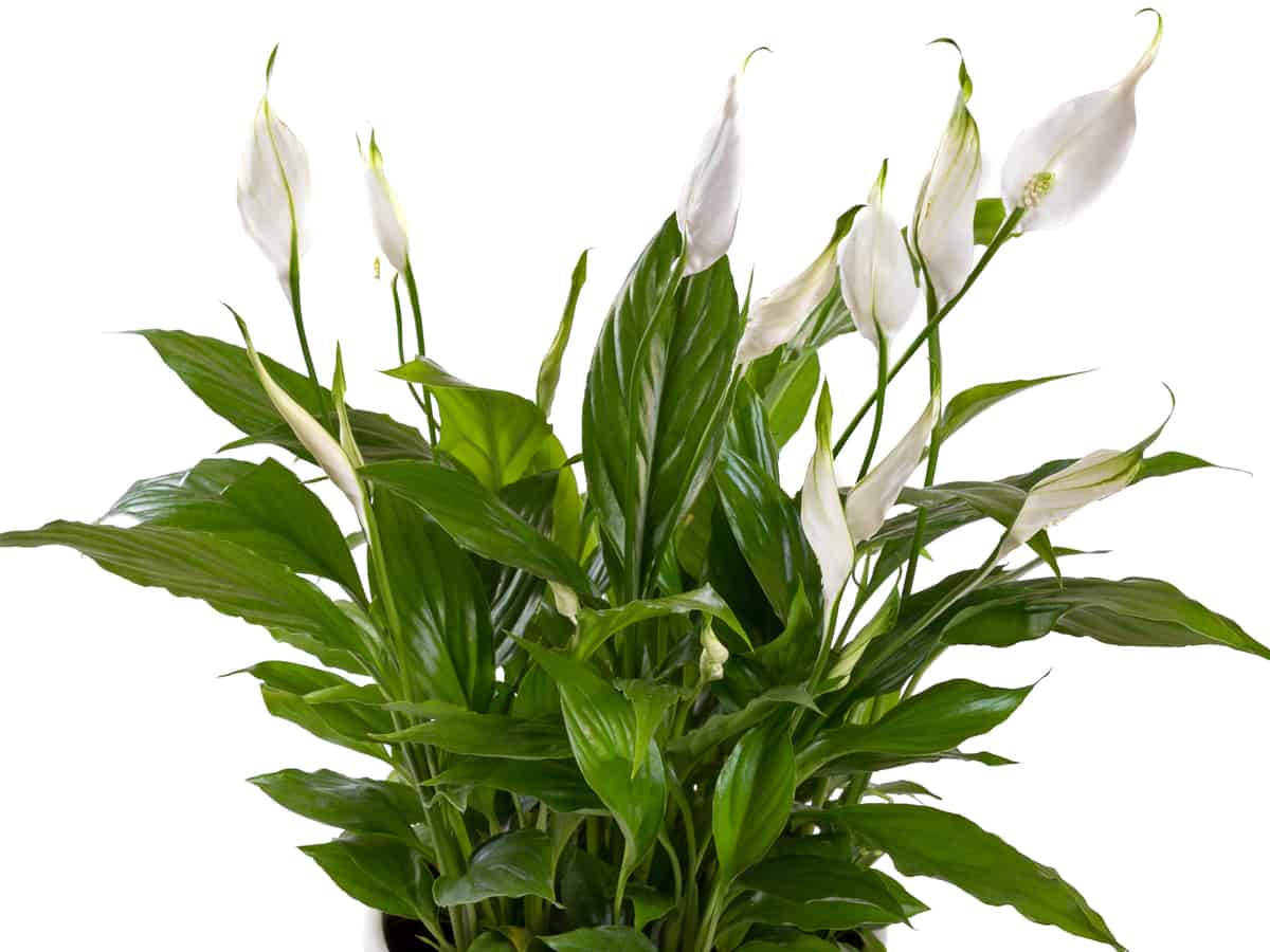 the peace lily is low maintenance