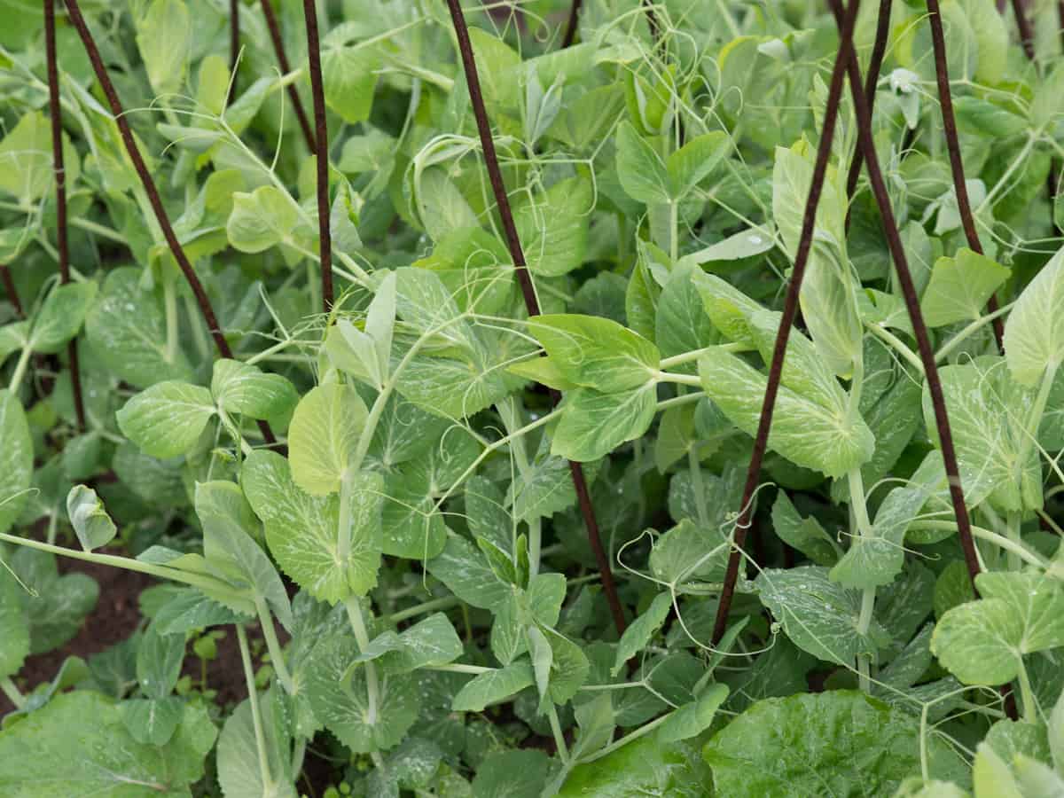 peas need a trellis to grow whether they are planted inside or out
