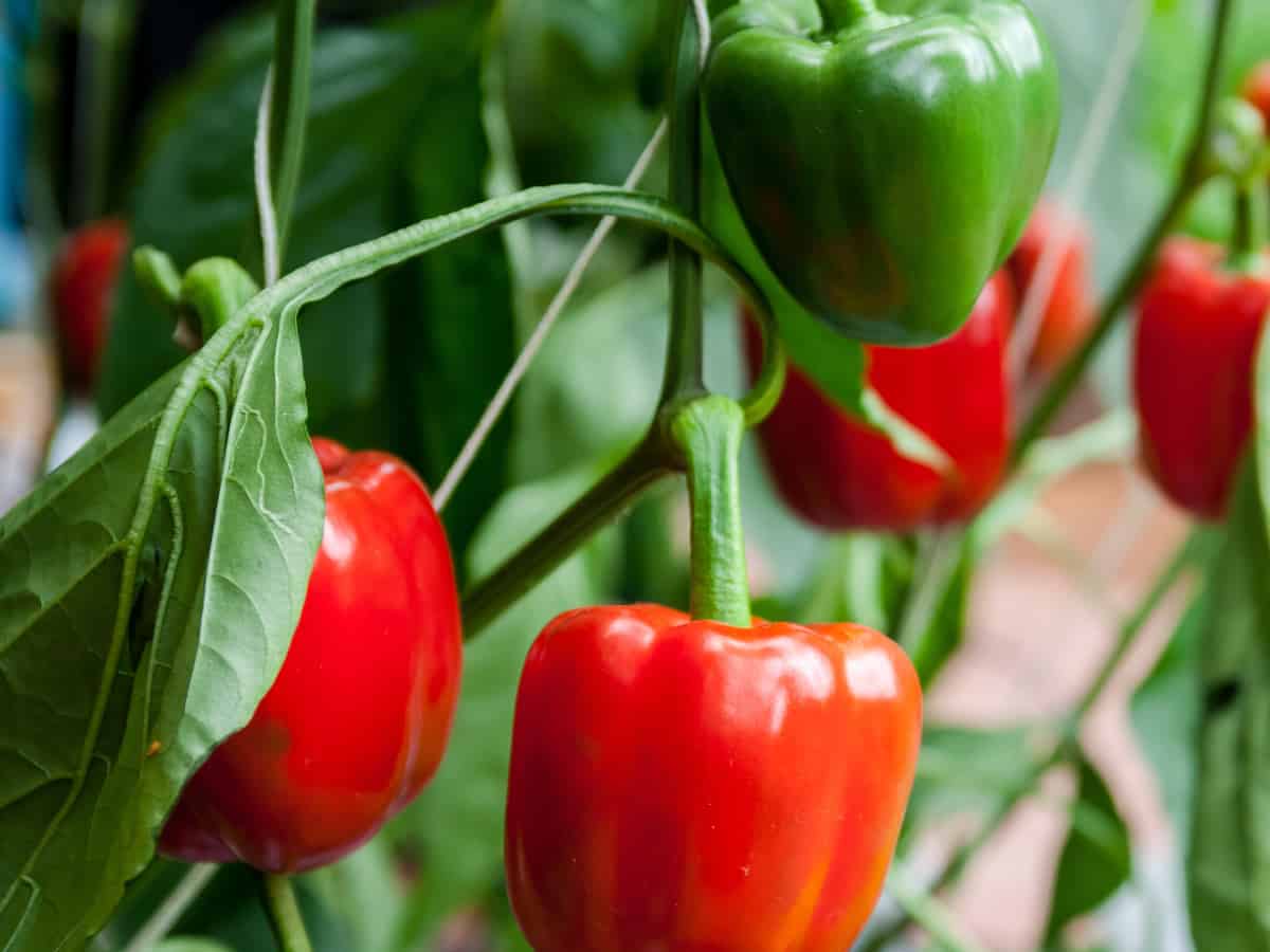 bell peppers require a warm, moist environment to grow well