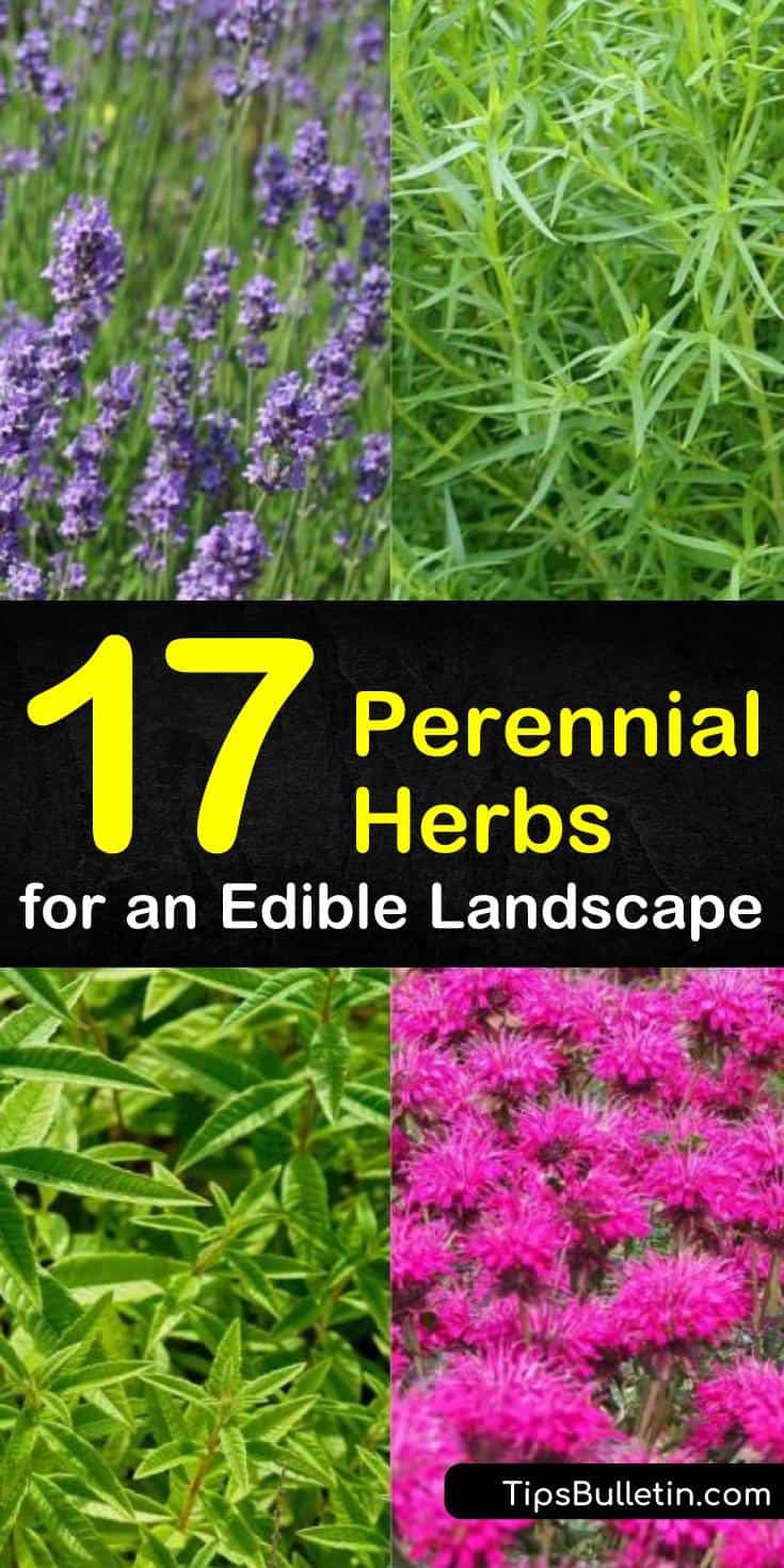 Make your herb garden flower and shine! Our guide to perennial herbs for shade show you how to grow drought-tolerant plants and vegetables from seeds for shade and sun alike. Fill your landscapes with herbs for all seasons! #perennials #herbs #herbgarden #gardening