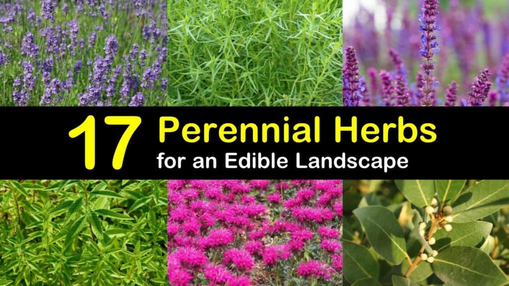 17 Perennial Herbs to Add to the Garden to Create an Edible Landscape