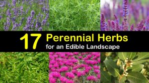 perennial herbs titleimg1