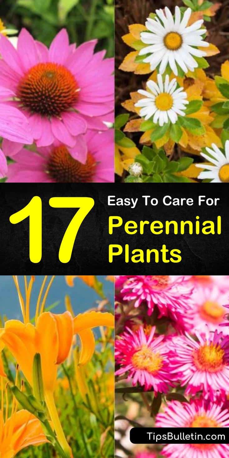 Perennial plants are a wonderful addition to any garden as they come back year after year. The exciting thing about perennial plants is they don't just come back; they come back more significant than before. #perennials #perennialplants