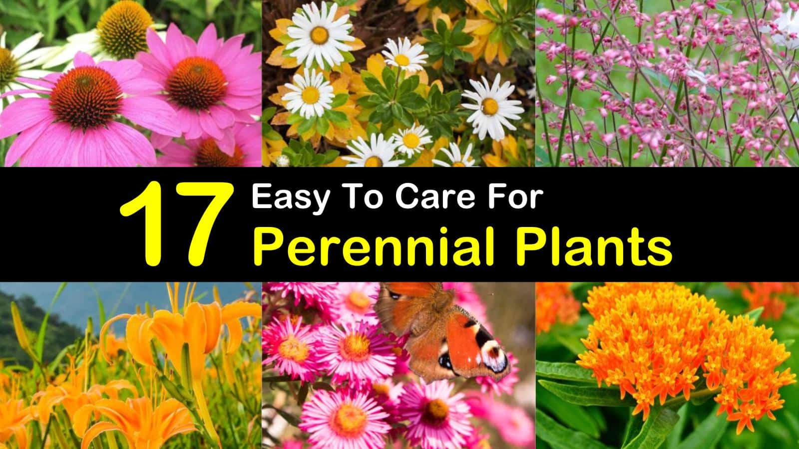 perennial plants titleimg1