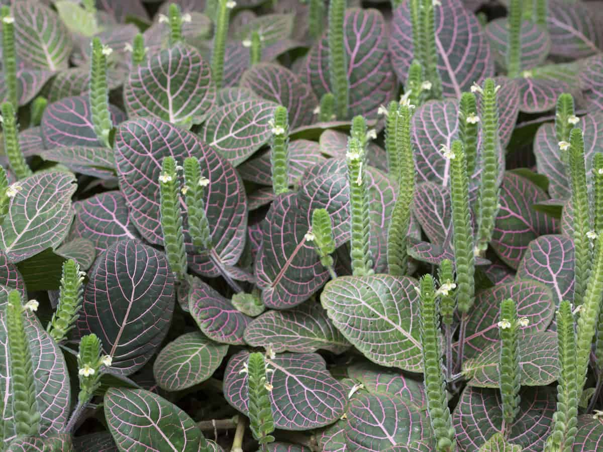 the Persian shield is an unusual shade loving plant