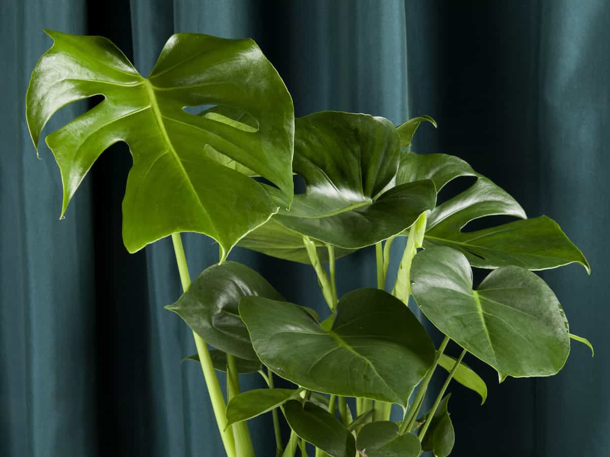 philodendrons need indirect light