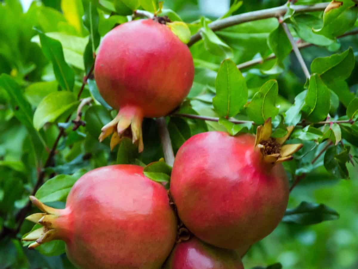 pomegranate trees need direct sun, whether inside the house or out