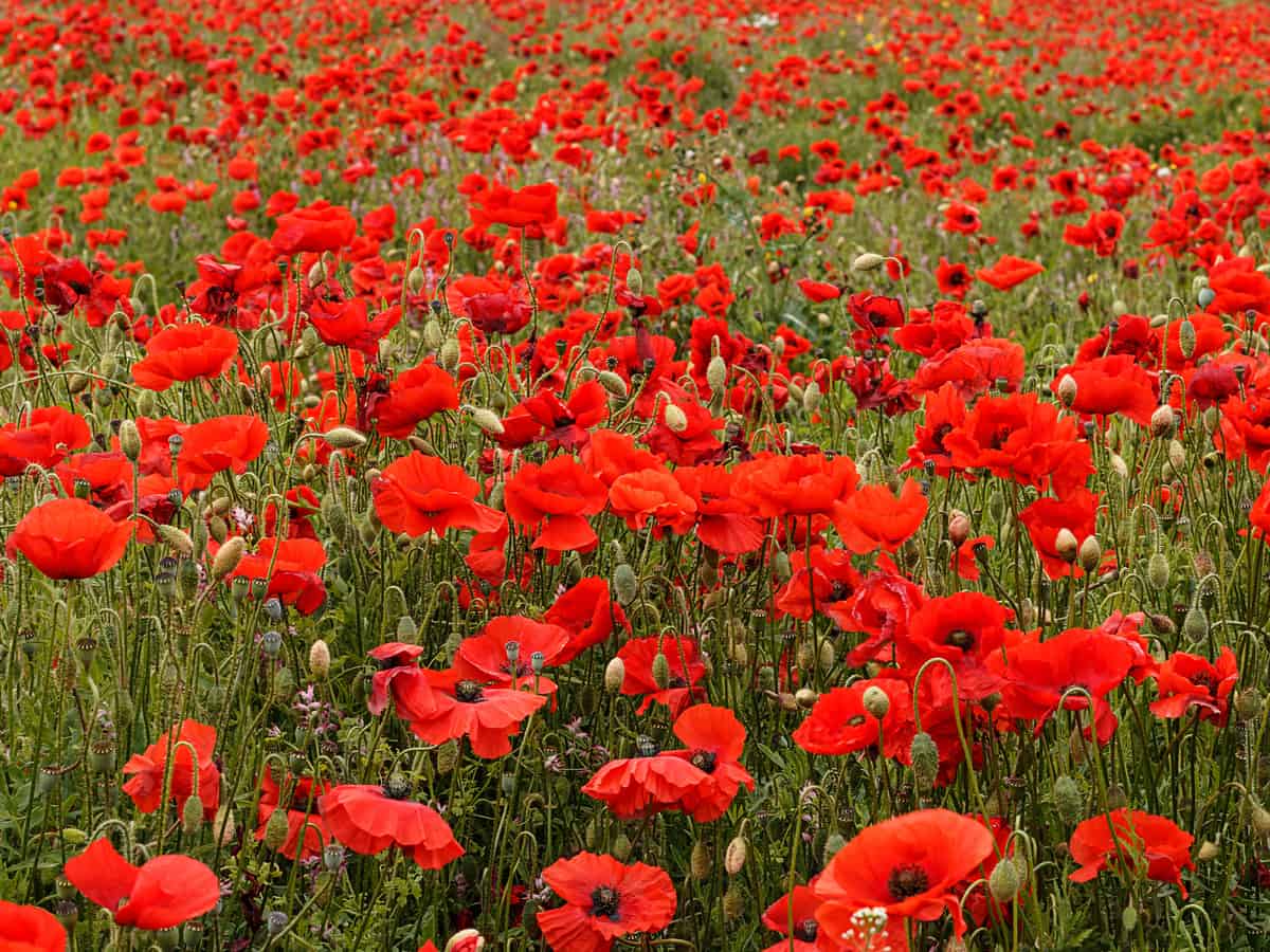 poppies are easy to care for