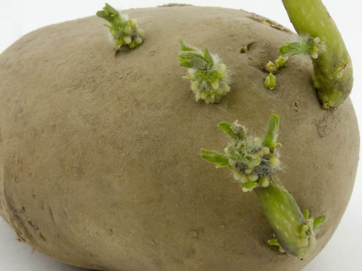 potatoes are easy to grow indoors