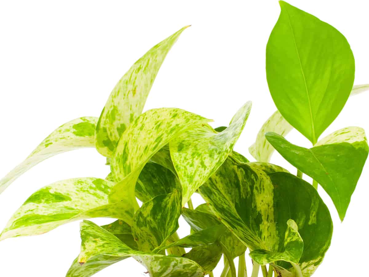 pothos is a highly popular office plant