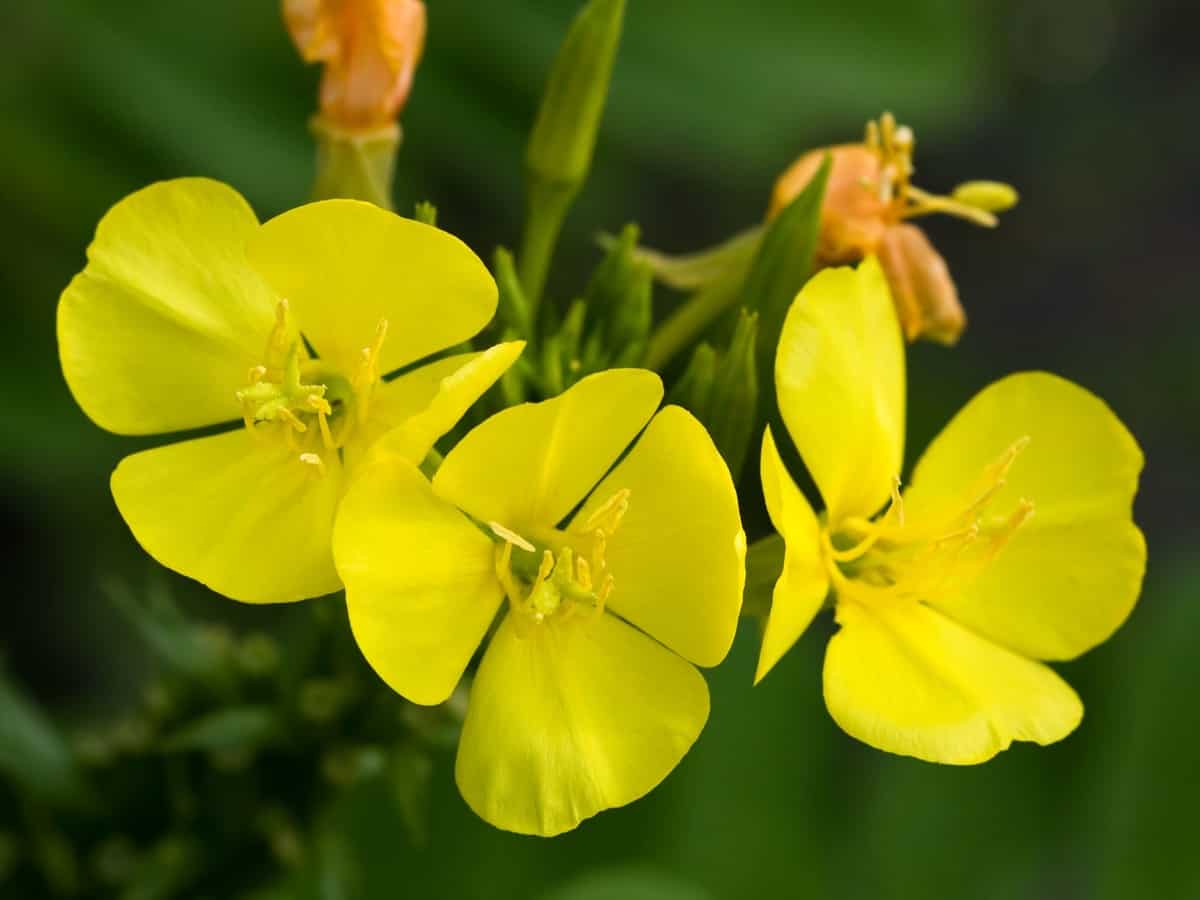 primrose is a hardy shade loving plant