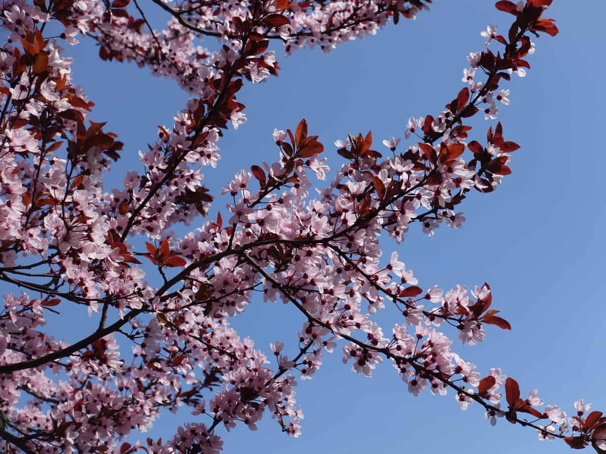 the purple plum needs more water than some other desert trees