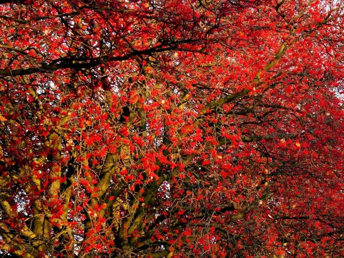 beautiful fall color of the red chokeberry