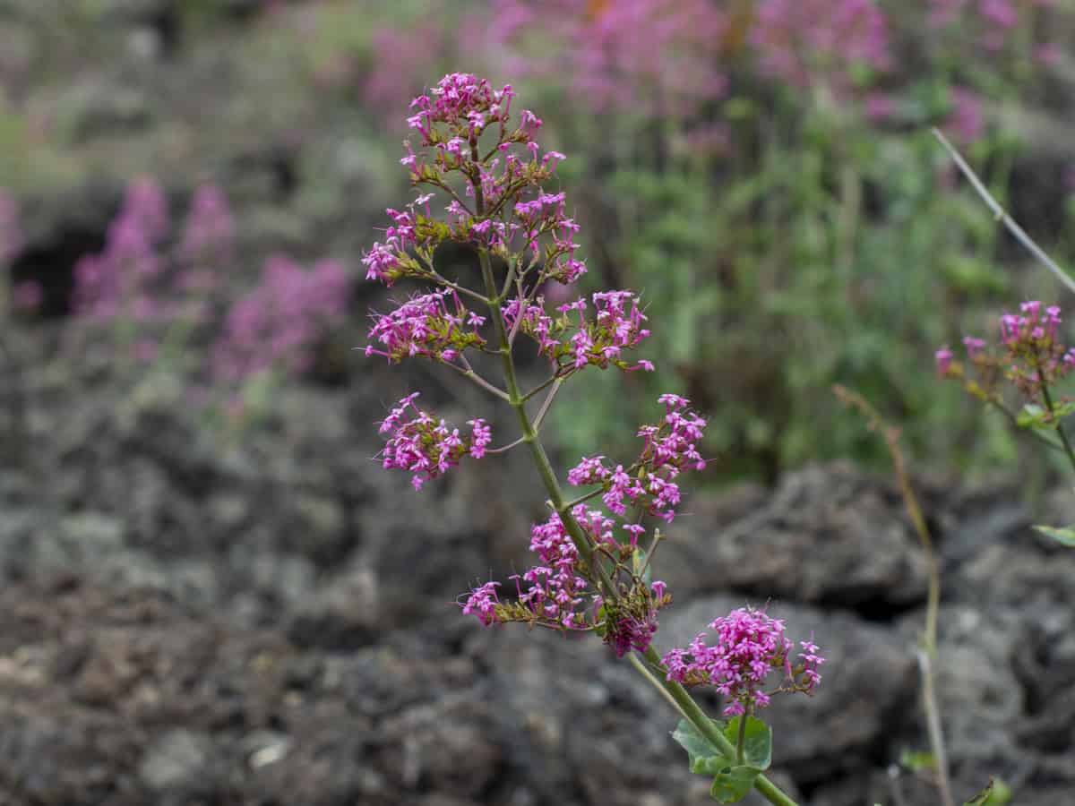 red valerian is highly drought resistant