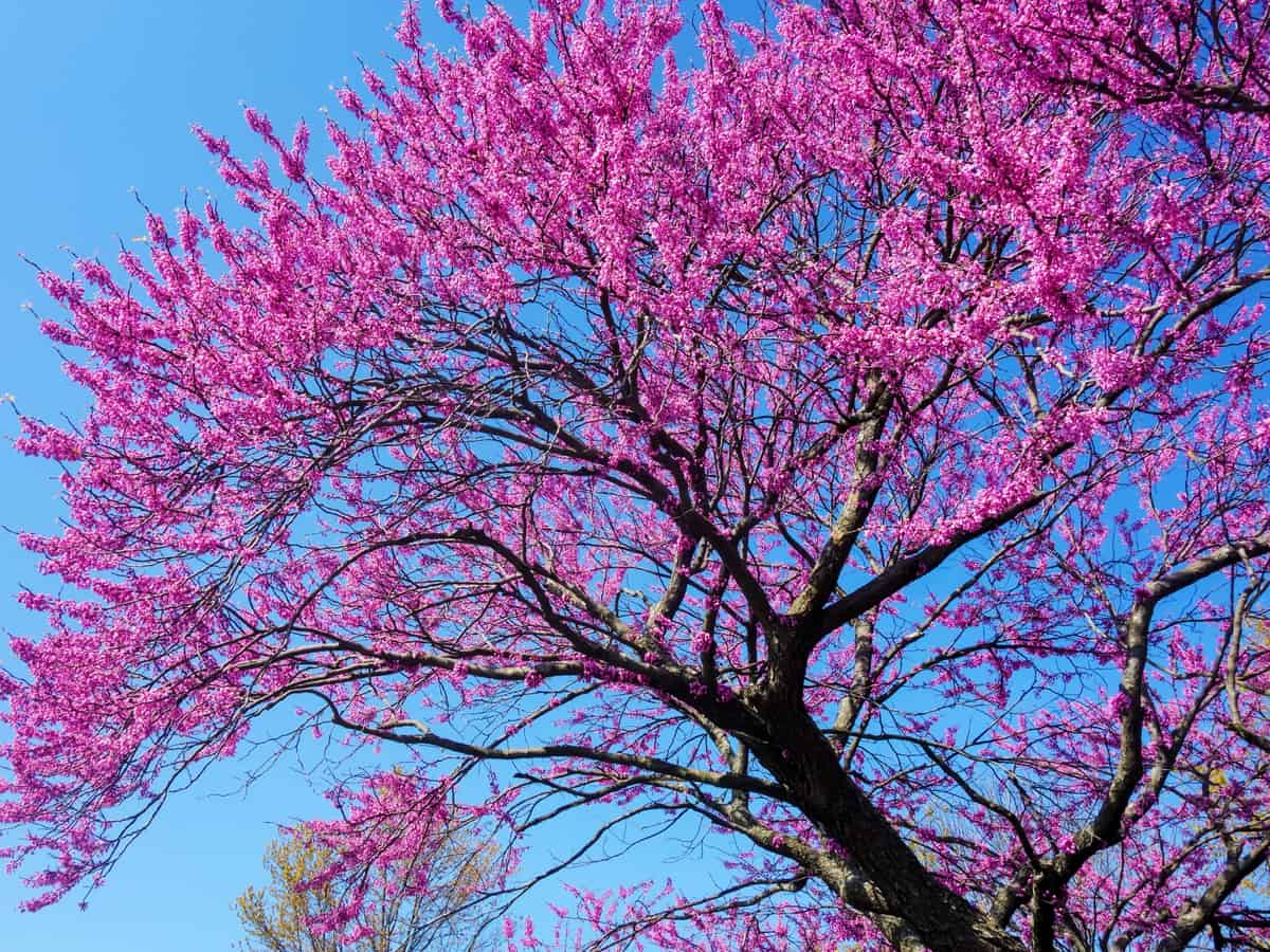 the redbud is also known as the Judas tree