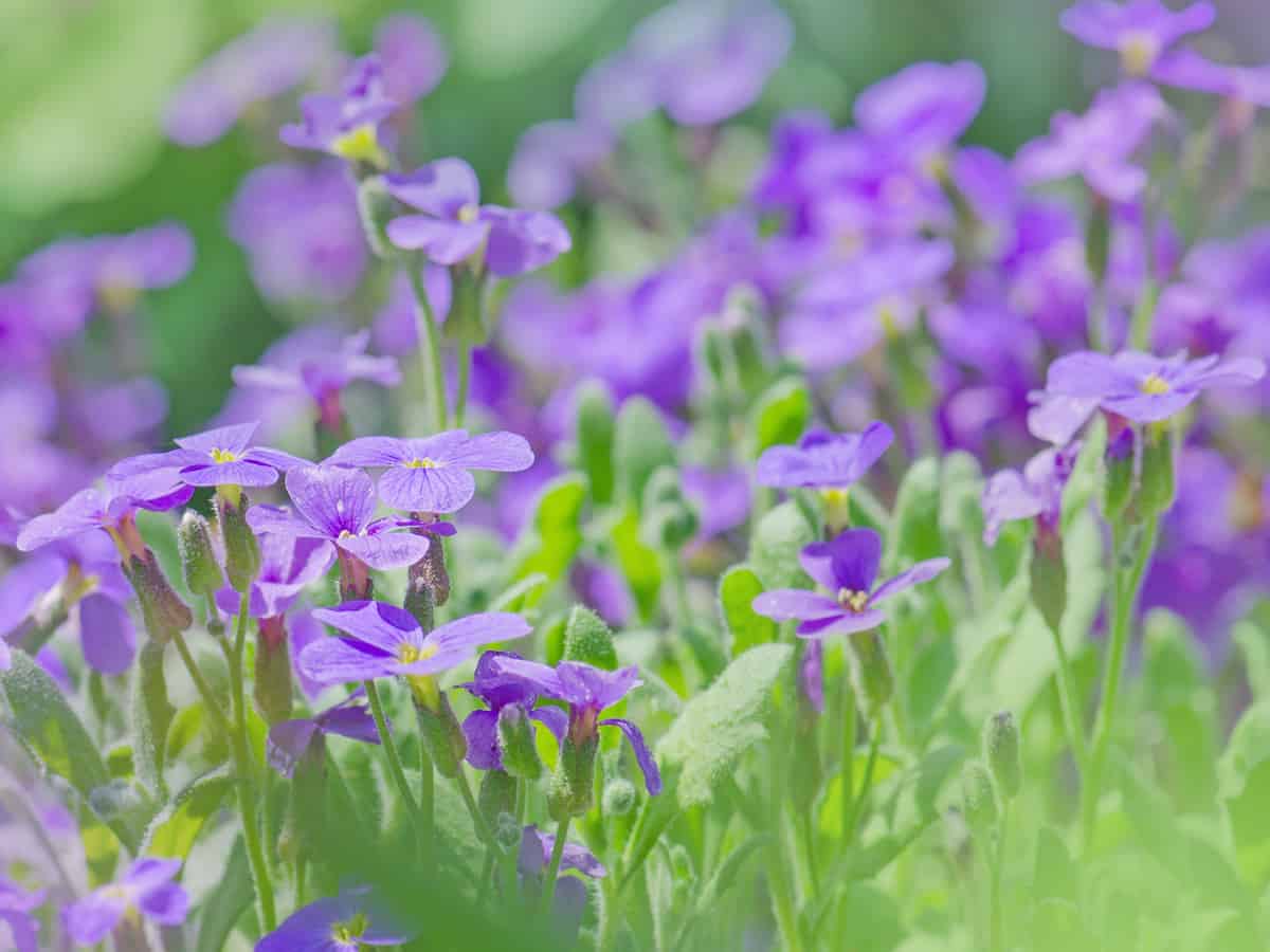 rock cress is an alpine perennial