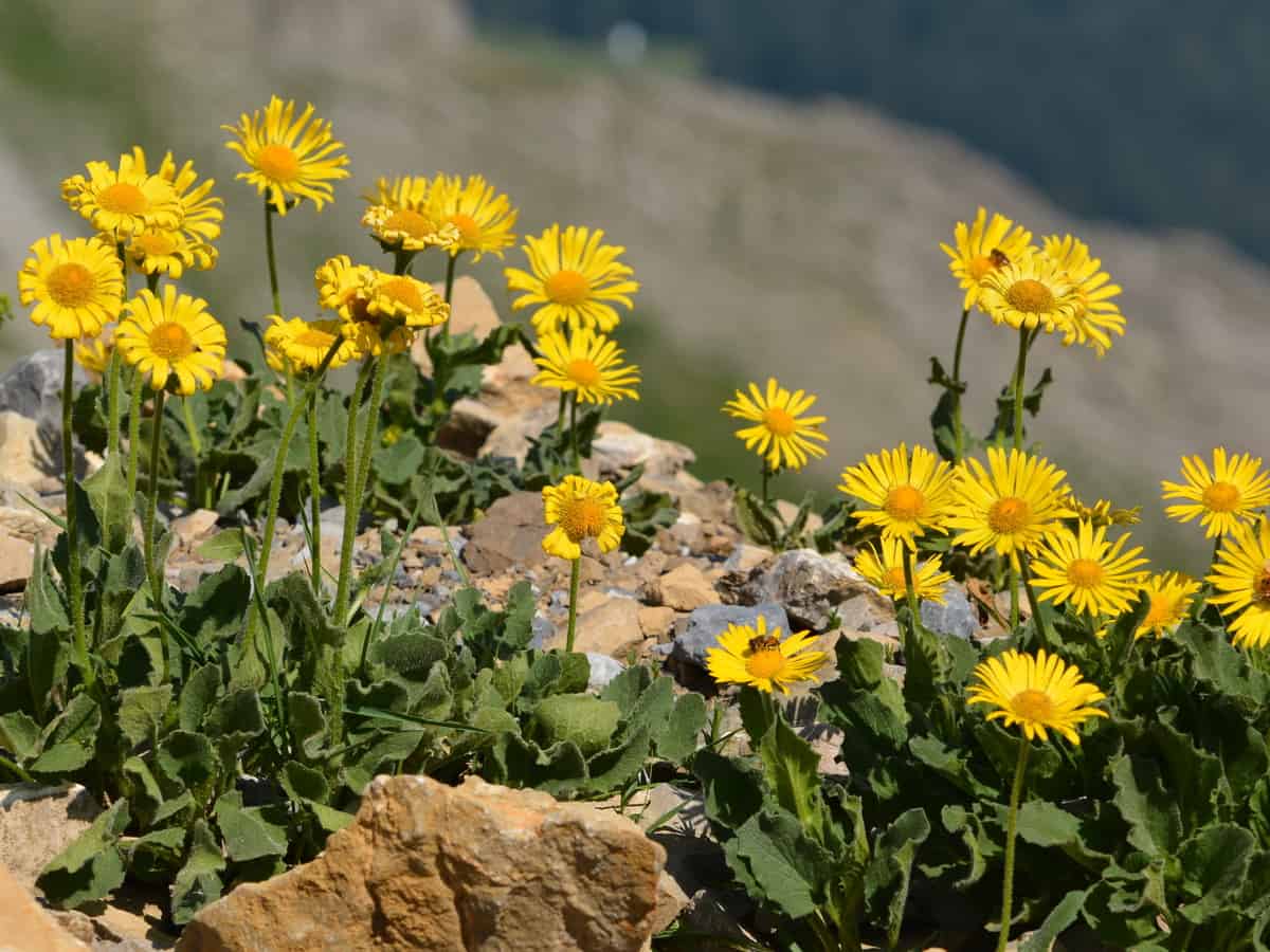 the rock daisy needs little water