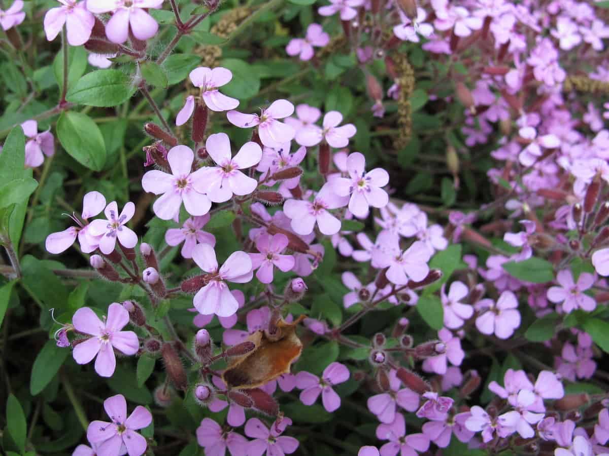 rock soapwort is cold-hardy and drought resistant