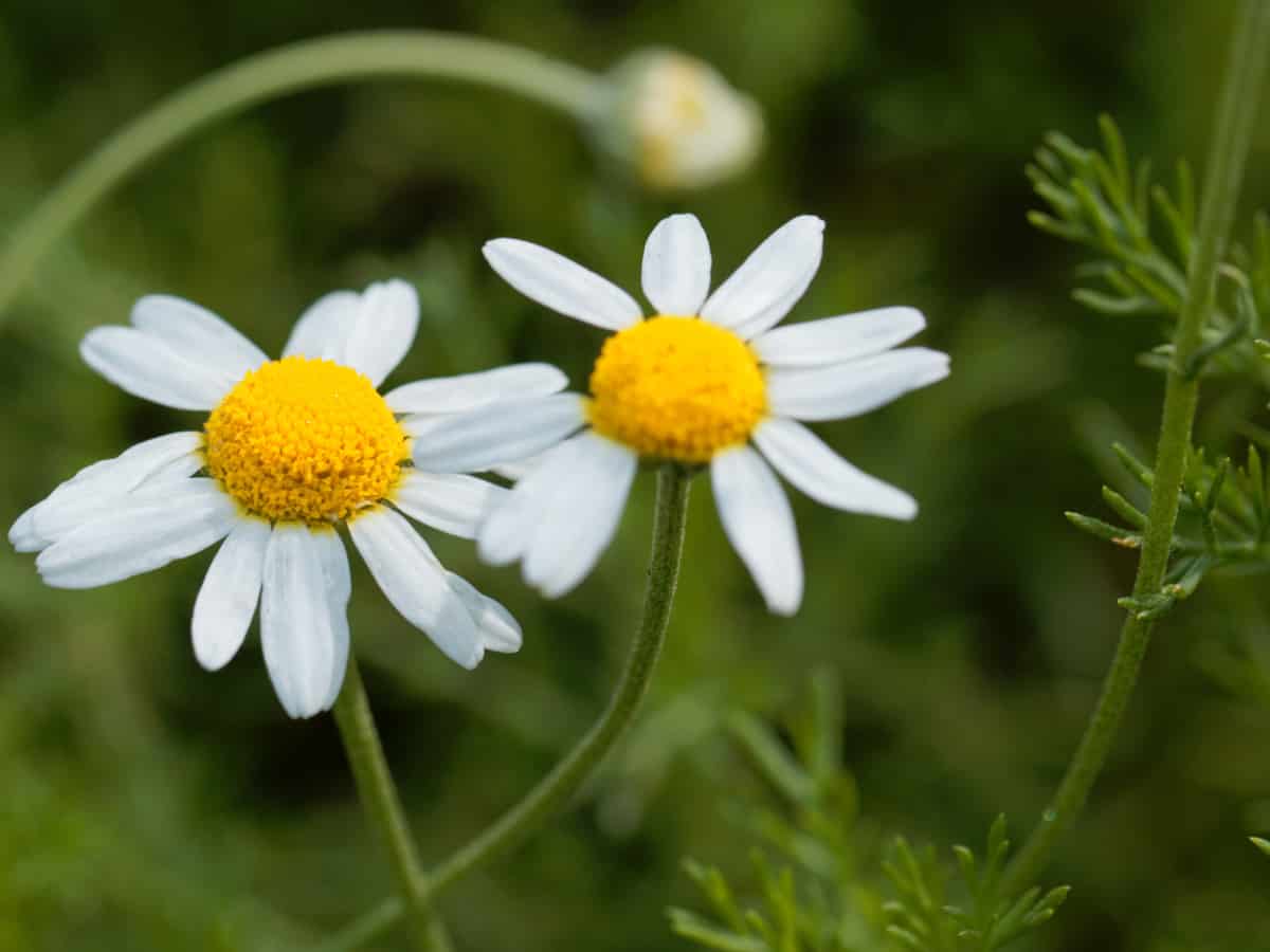 Roman chamomile is an excellent ground cover