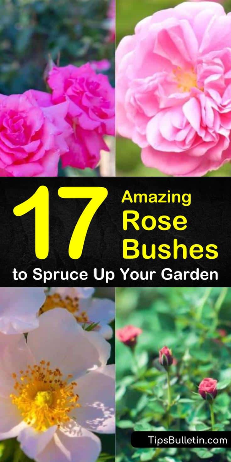 Discover all kinds of beautiful and elegant rose bushes to make your garden your very own hidden royal paradise. With so many colors and styles to choose from, you are sure to create a fantastic garden filled with whimsy. #roses #rosebushes #bushes