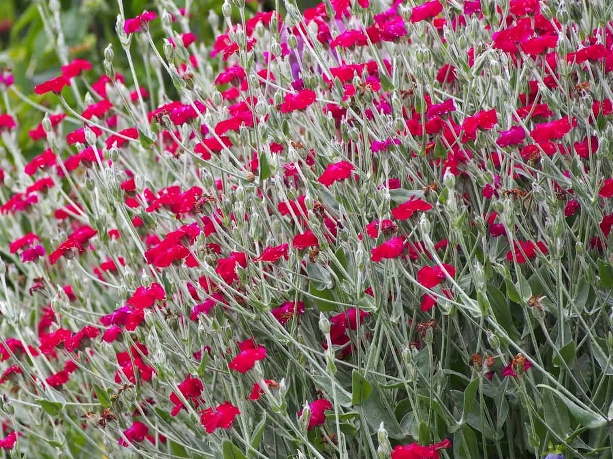 rose campion tolerates drought quite well