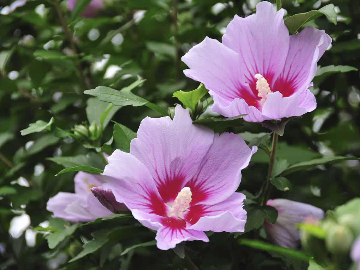 the rose of Sharon makes a flowering privacy hedge