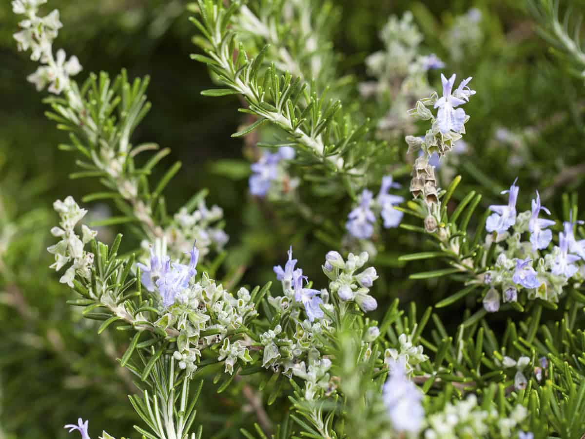 rosemary is one of the most-used herbs