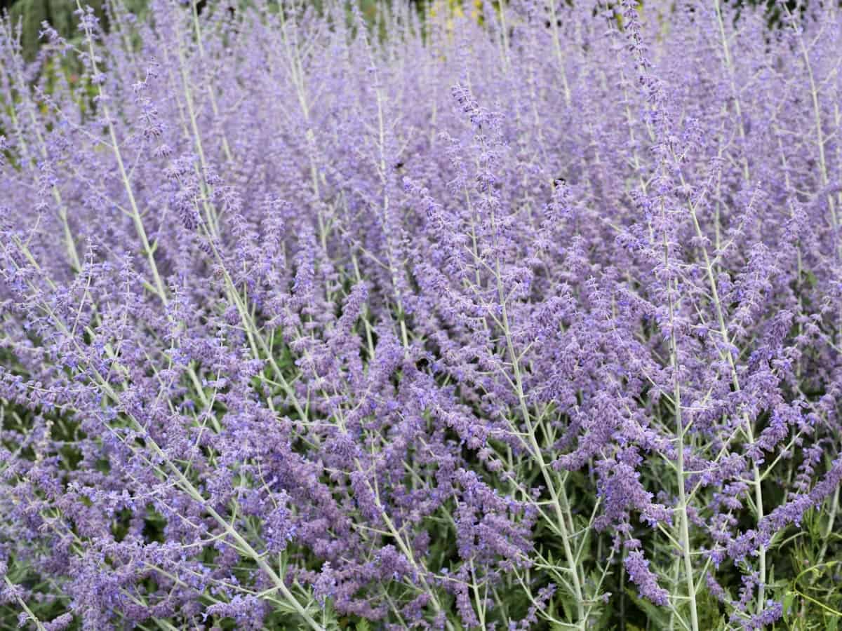 Russian sage has prolific lavender to purple flowers