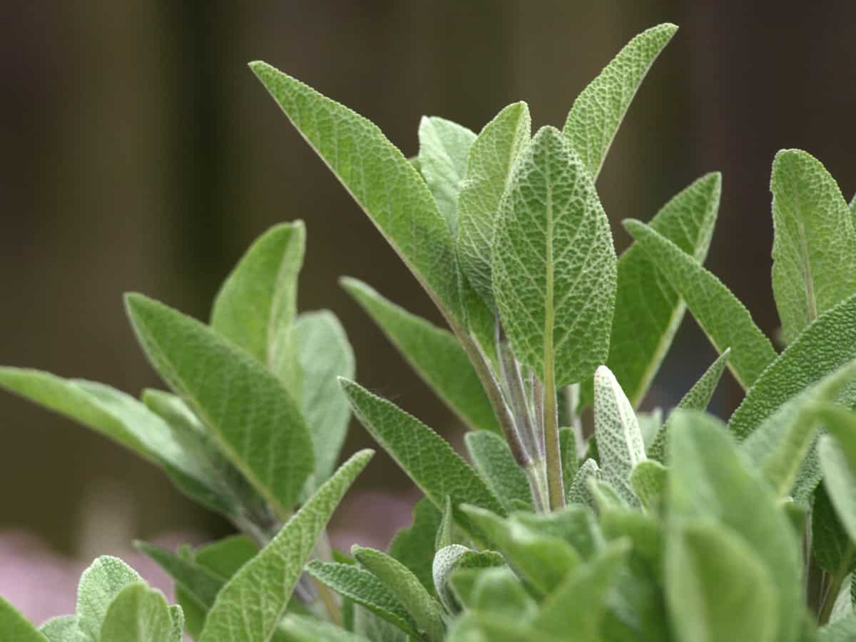 sage is an herb that needs well-drained soil