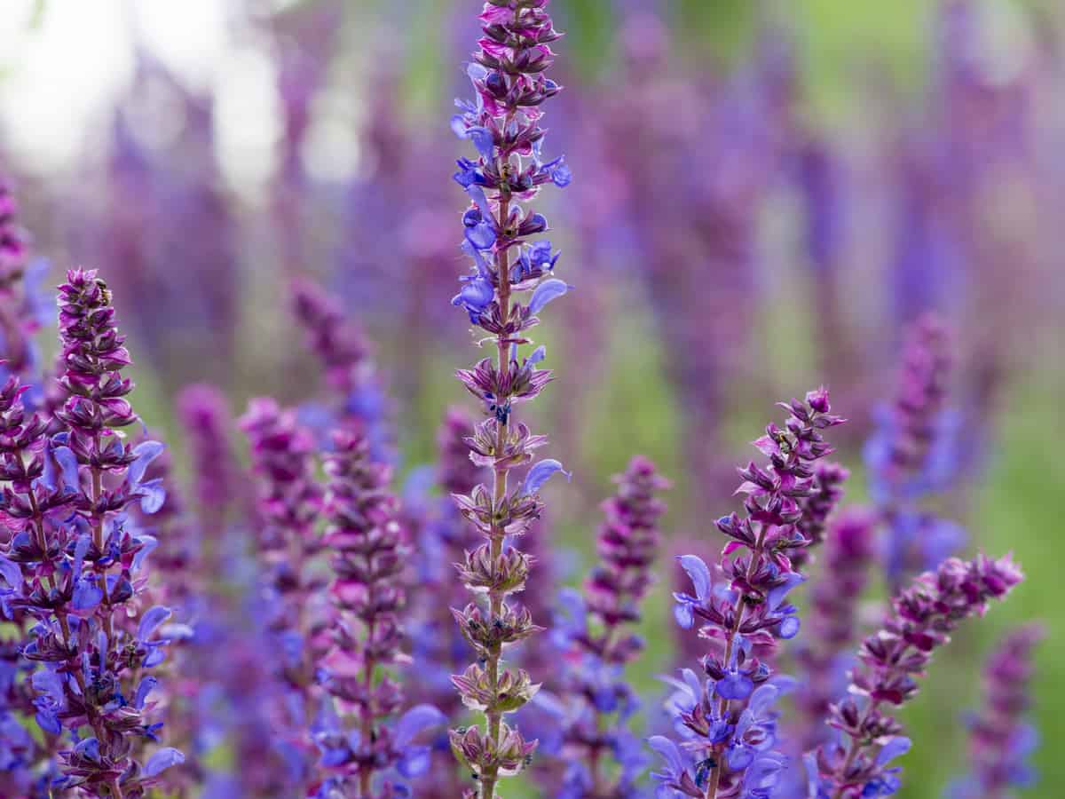 sage is a fragrant perennial herb often used as garnish