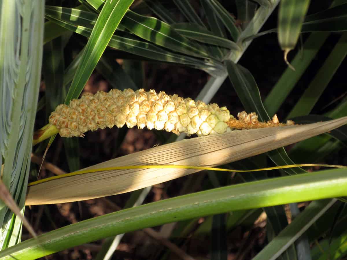 sand palm prefers sandy soil and lots of heat