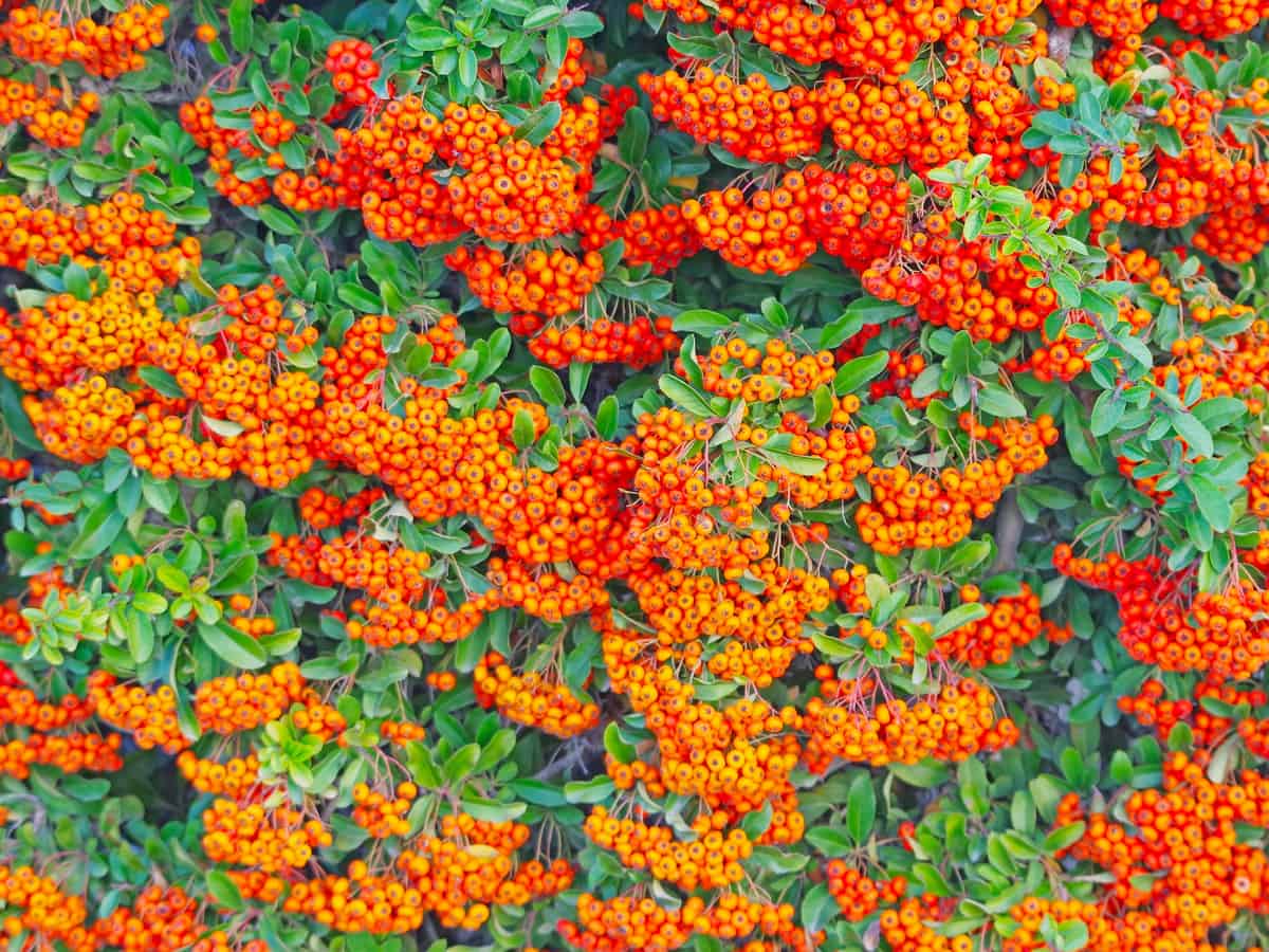 the scarlet firethorn has both beautiful berries and flowers