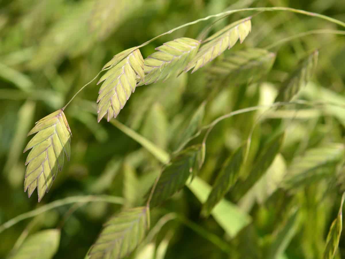 sea oats have feathery fronds