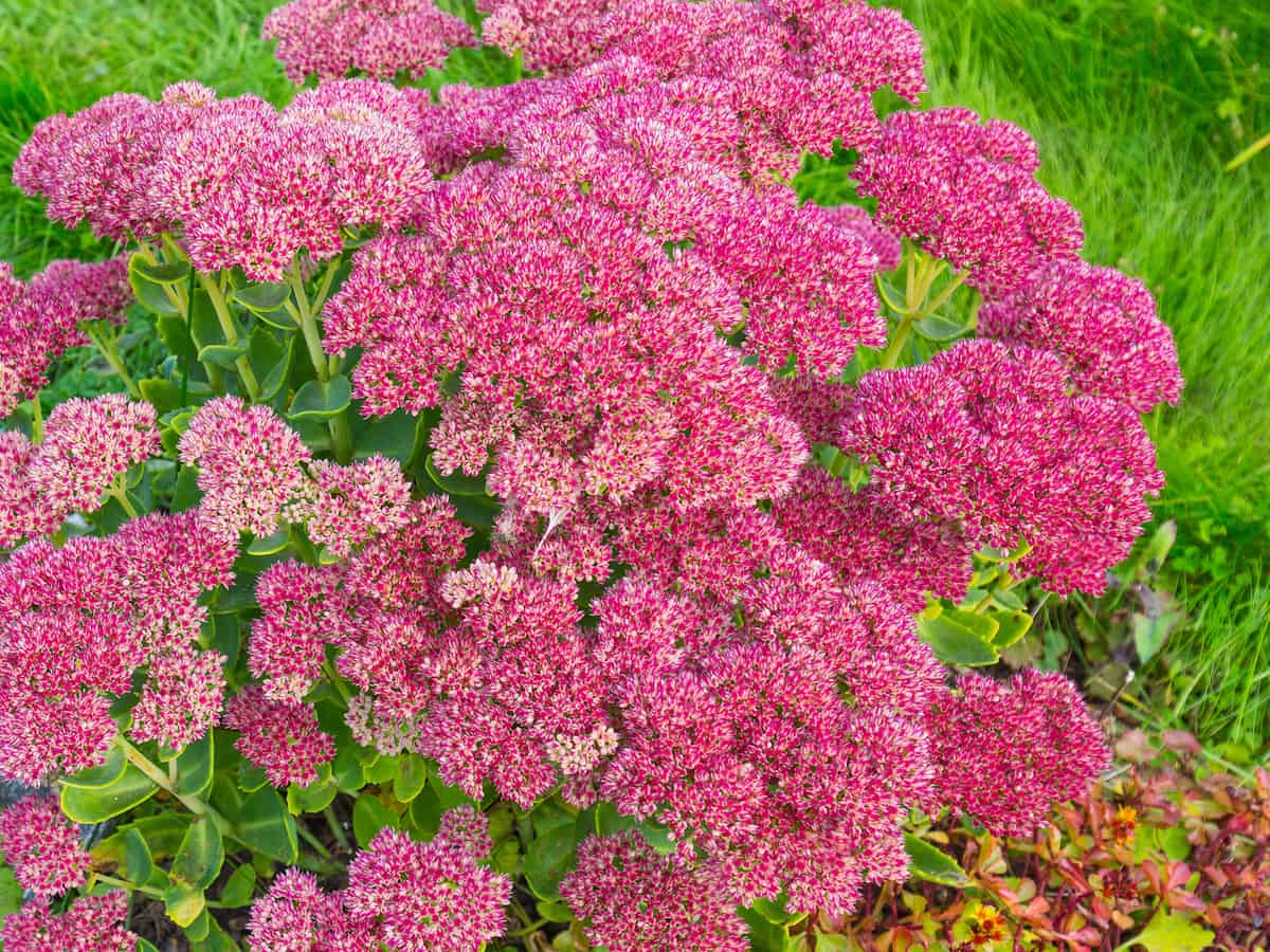 sedum or stonecrop needs lots of sun