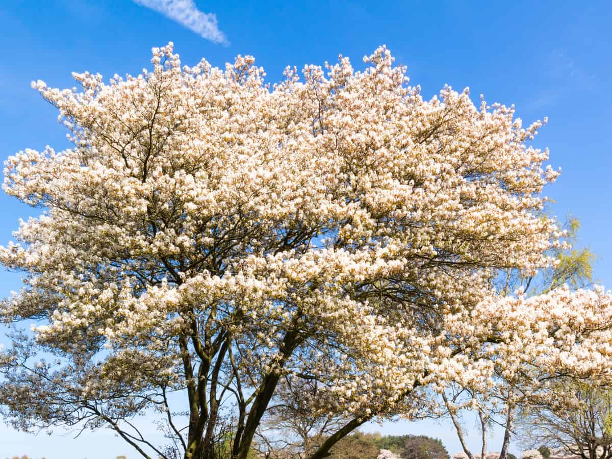 serviceberry trees provide color and fruit